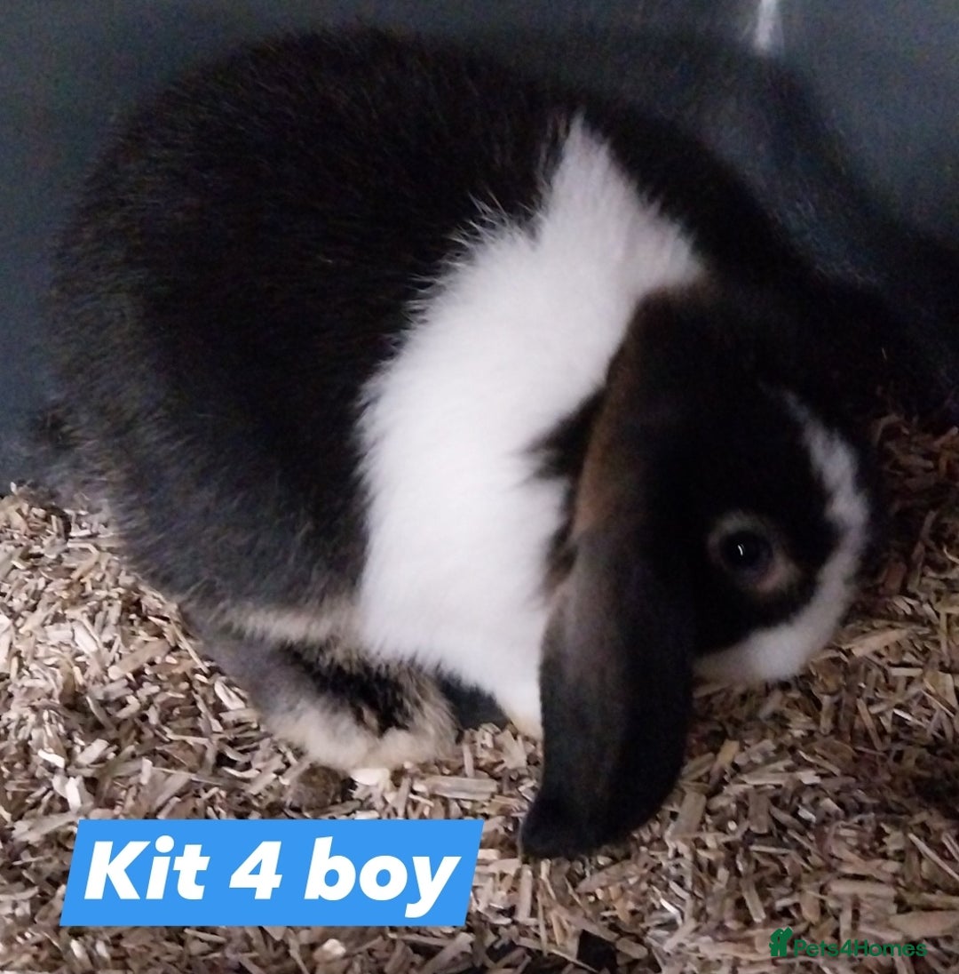 Mini Lop rabbits for sale: Mini lop rabbits  - Image 3