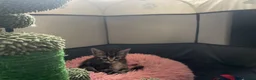 Mixed Breed cats for sale: Three kittens looking for loving homes  - Advert 9