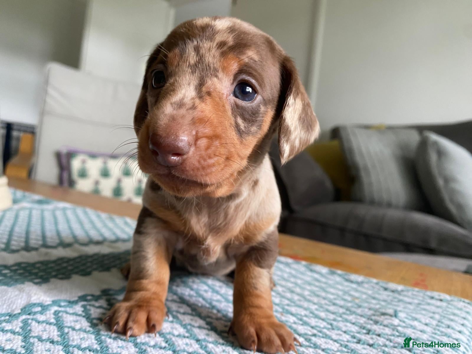 Miniature Dachshund dogs 🐶 READY NOW 🐶 - Advert 2