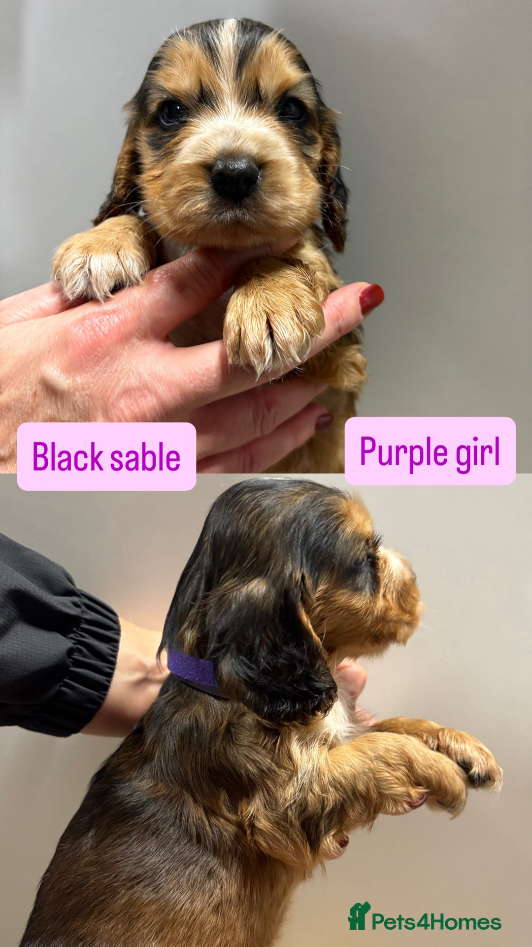 Cocker Spaniel dogs for sale: ✨STUNNING SABLE SHOW TYPE COCKER SPANIEL PUPPIES✨ - Advert 12