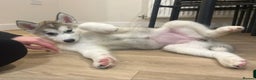Siberian Husky dogs for sale: Husky girl looking for forever home - Advert 8