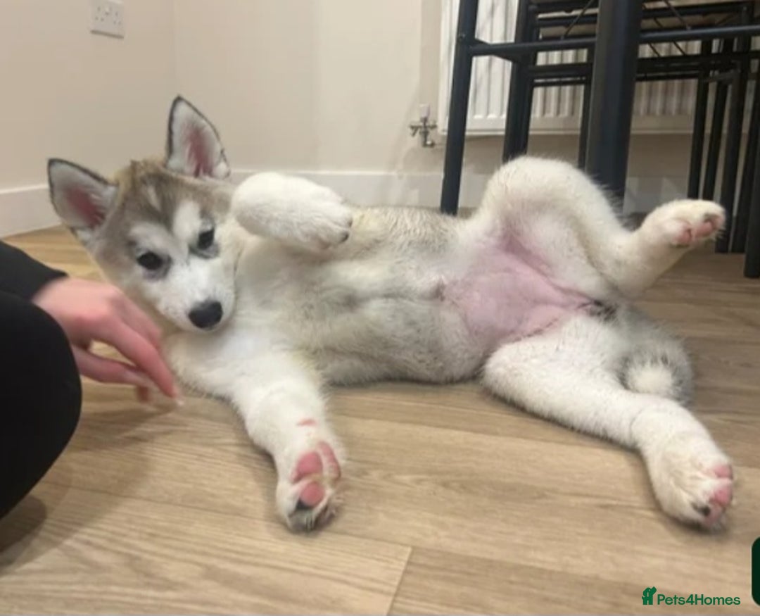 Siberian Husky dogs for sale: Husky girl looking for forever home - Advert 8