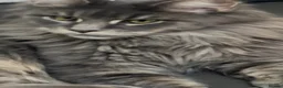 Maine Coon cats for sale: Maine Coon Kittens Tica Registered  - Advert 9