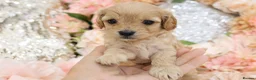 Cavapoo dogs for sale: *HEALTH TESTED*Cavapoo Puppies 5*LICENSED BREEDER* - Advert 11