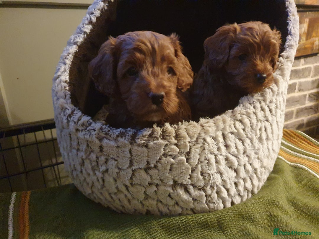 Cavapoo dogs for sale: Deep red Cavapoo puppies - Image 4