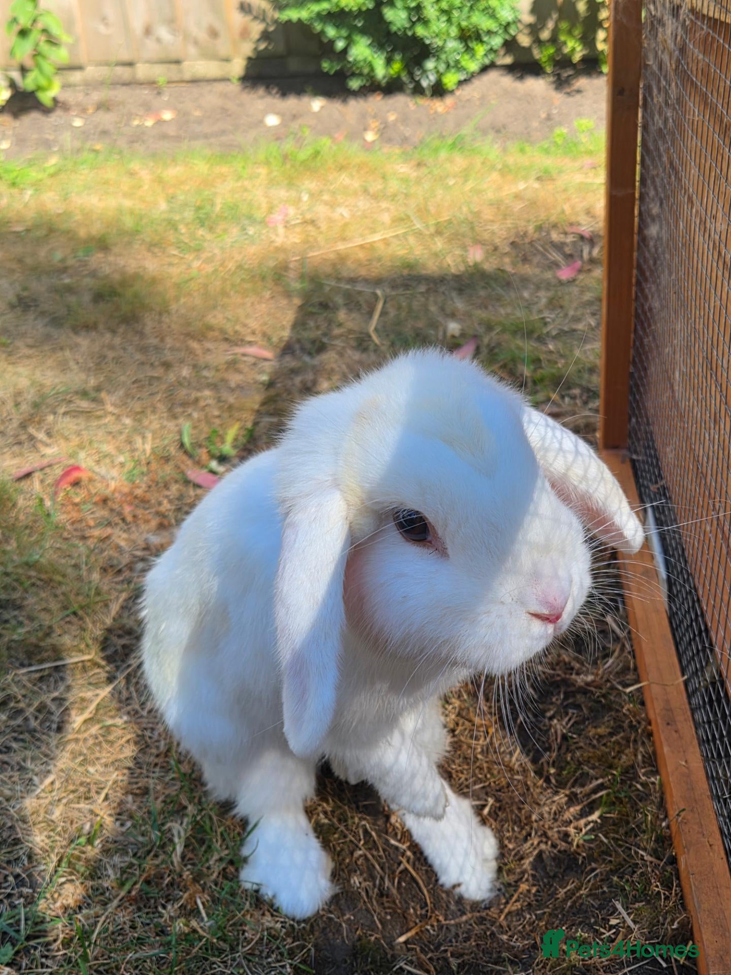 Mini Lop rabbits White mini lop - Advert 12