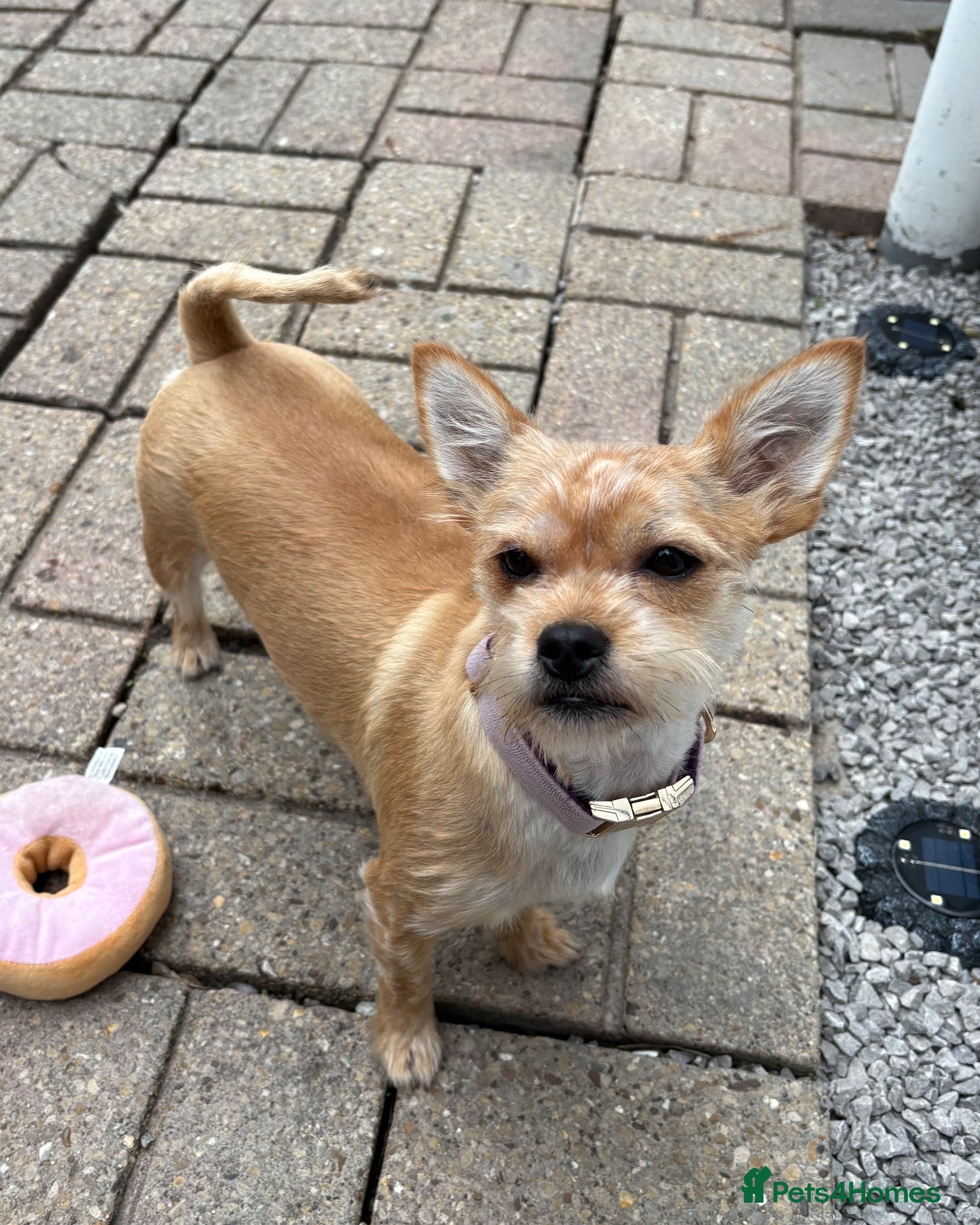 Mixed Breed dogs Yorkshire Terrier X - Female  - Advert 1