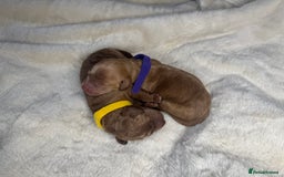 Mini Goldendoodle dogs for sale: Miniature Goldendoodle F1b Puppies - Advert 11