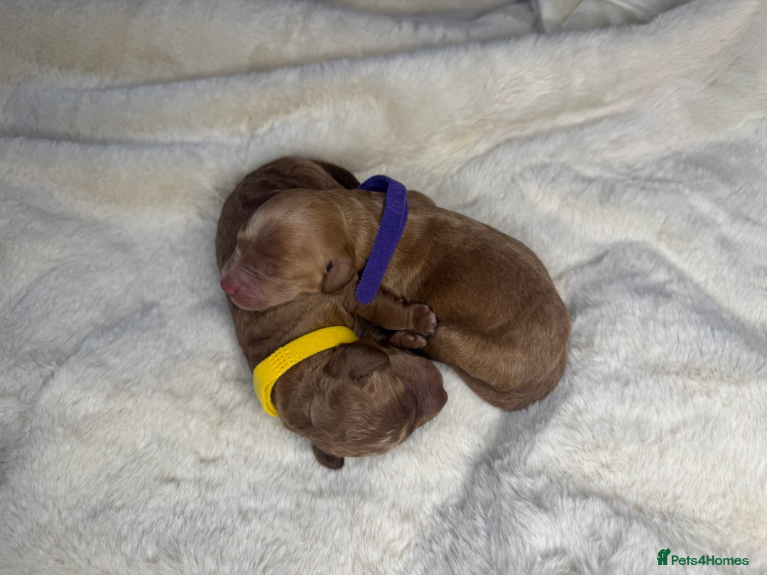 Mini Goldendoodle dogs for sale: Miniature Goldendoodle F1b Puppies - Advert 11