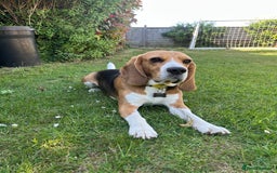 Beagle dogs for sale: Dog for adoption  - Advert 5