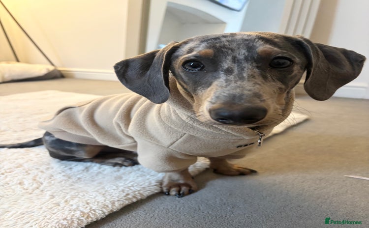 Dachshund dogs - Advert 1