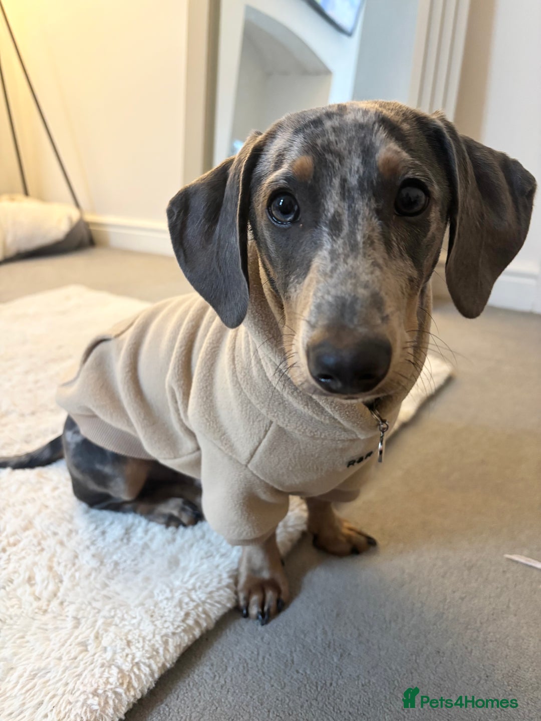 Dachshund dogs for sale: Grey Merle Standard Dachshund  - Image 1