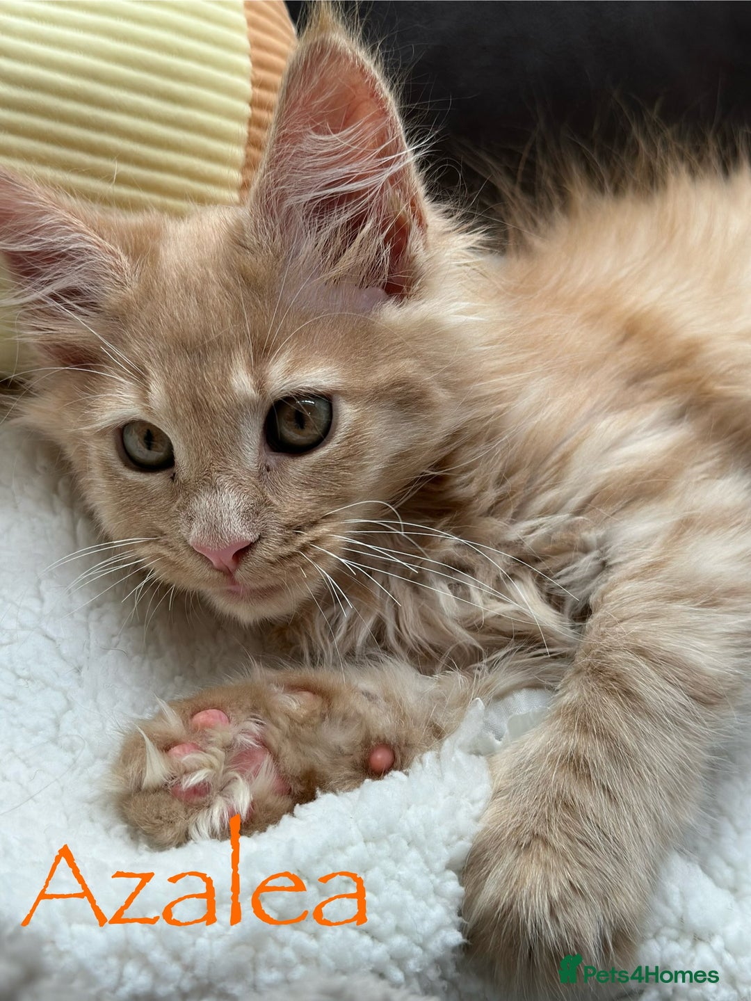Maine Coon cats for sale: 1 GIRL LEFT - GCCF Registered Maine Coon Kittens - Advert 1