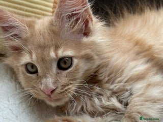 Maine Coon cats 1 GIRL LEFT - GCCF Registered Maine Coon Kittens - Advert 12