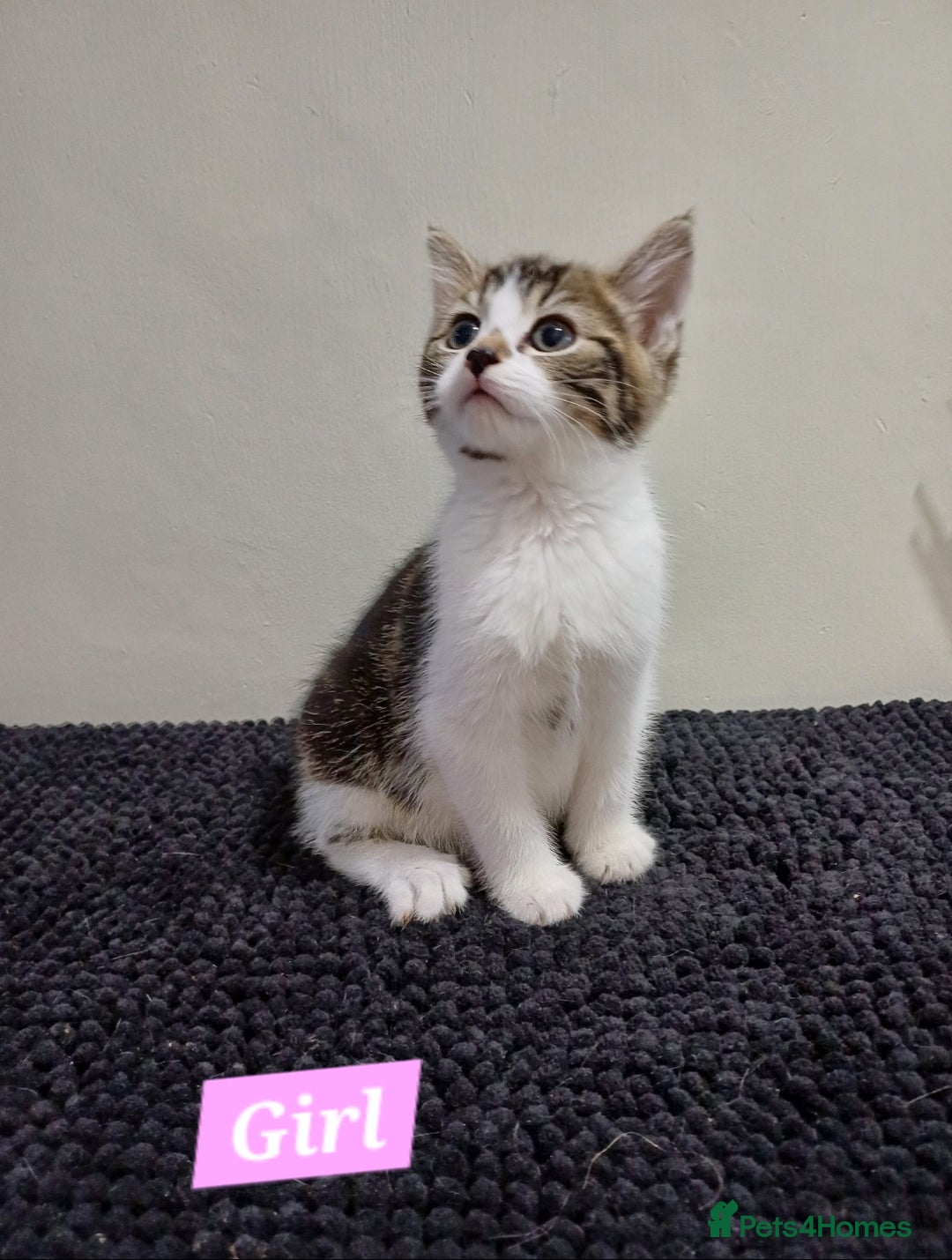 Mixed Breed cats for sale: Ready Tabby & White kitties - Advert 10