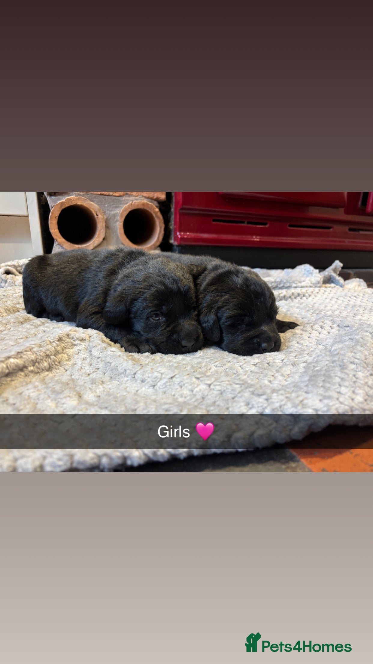 Labrador Retriever dogs Chunky Labrador Puppies  - Advert 1