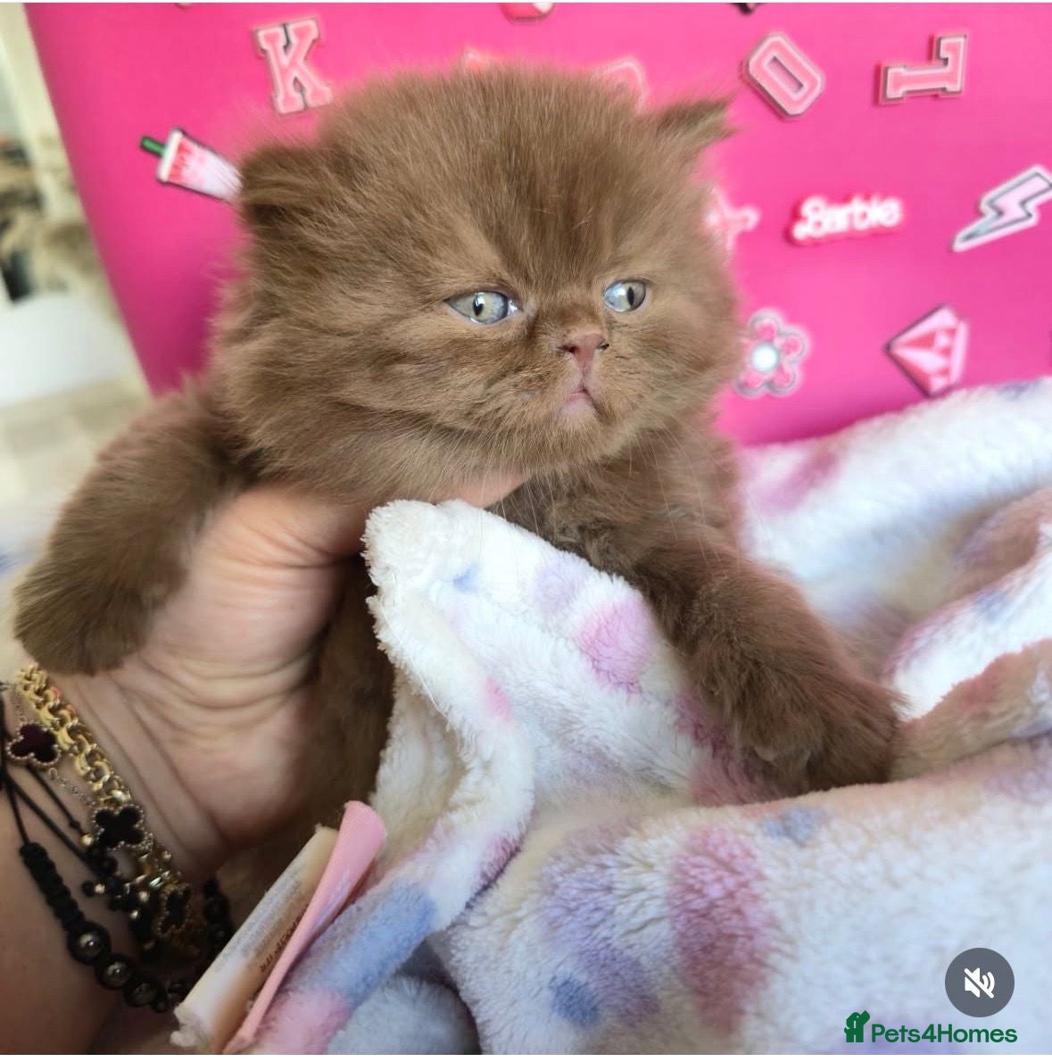 British Shorthair cats 🐻CINAMON FLUFFY BOY,LILAC BOY  🐻🐻 - Advert 13