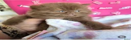 British Shorthair cats for sale: 🐻CINAMON FLUFFY BOY,LILAC BOY  🐻🐻 - Advert 1
