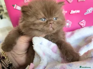 British Shorthair cats 🐻CINAMON FLUFFY BOY,LILAC BOY 🐻🐻 - Advert 13