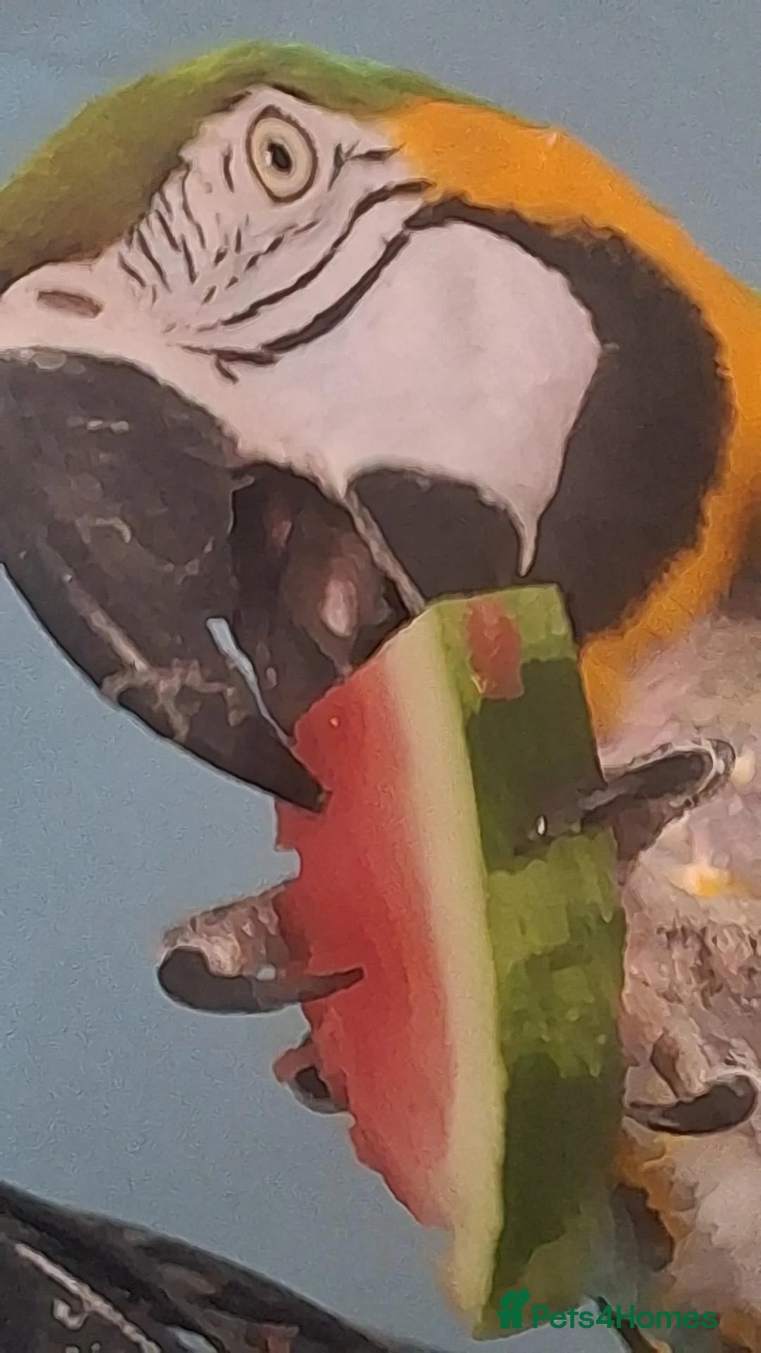 Macaws birds for sale: Female macaw - Advert 1