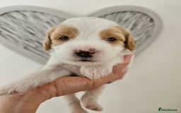 Mixed Breed dogs for sale: Cavapoo/Shihpoo mix - Image 2