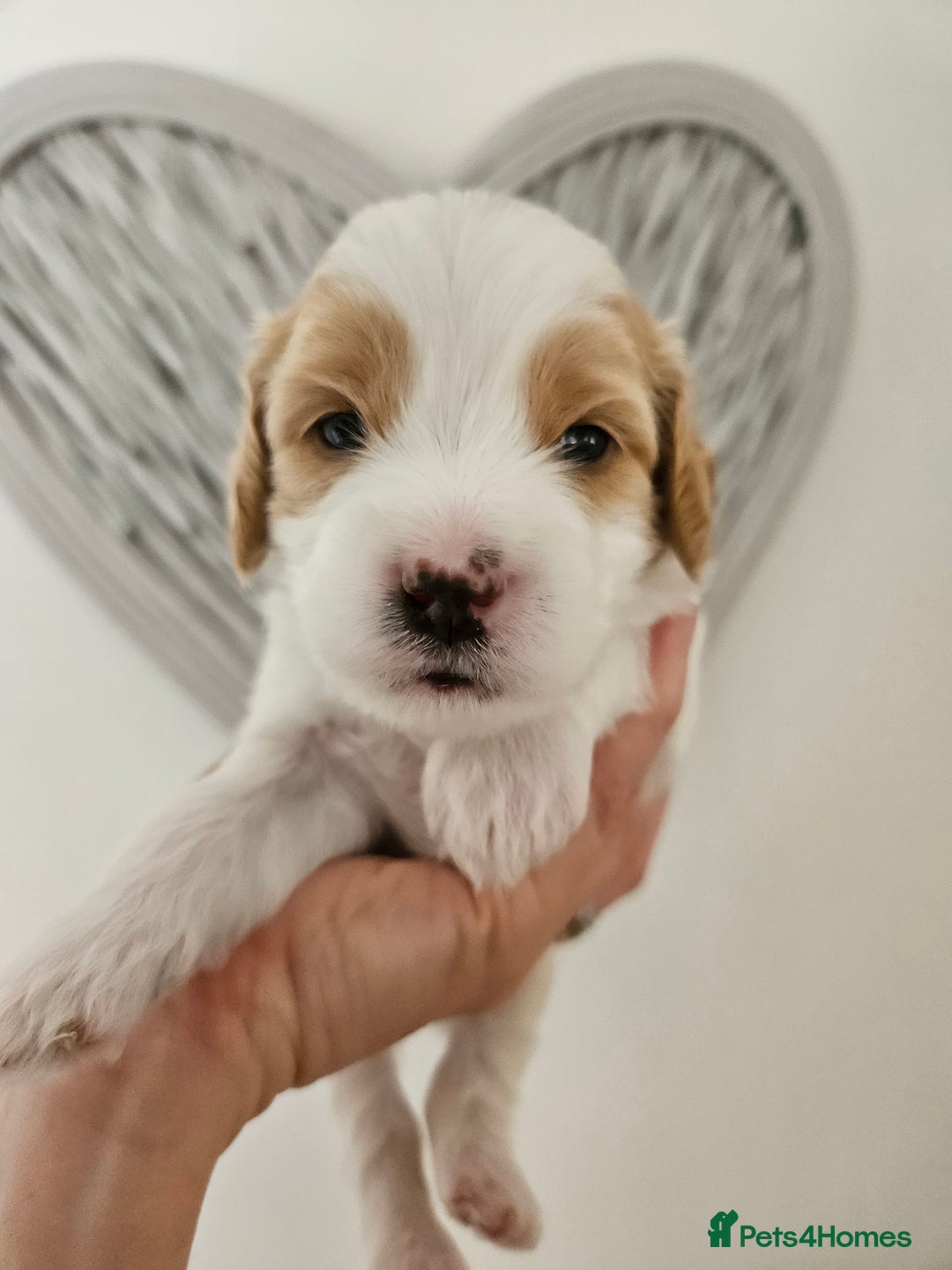 Mixed Breed dogs for sale: Cavapoo/Shihpoo mix - Image 2