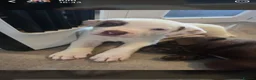 Mixed Breed dogs for sale: Beautiful Puppies For Sale!!! - Advert 8