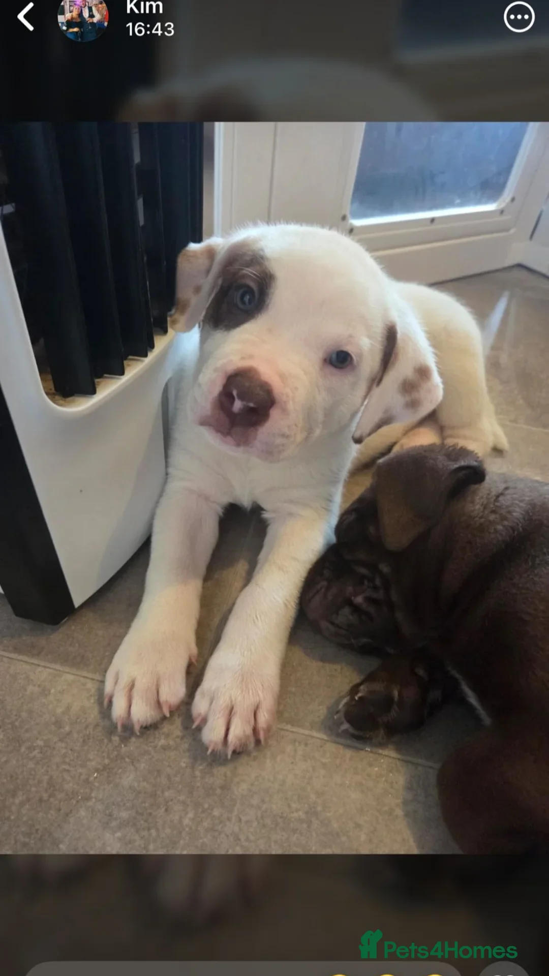 Mixed Breed dogs for sale: Beautiful Puppies For Sale!!! - Advert 8