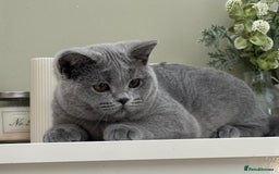 British Shorthair cats for sale: British Blue boy - Image 5
