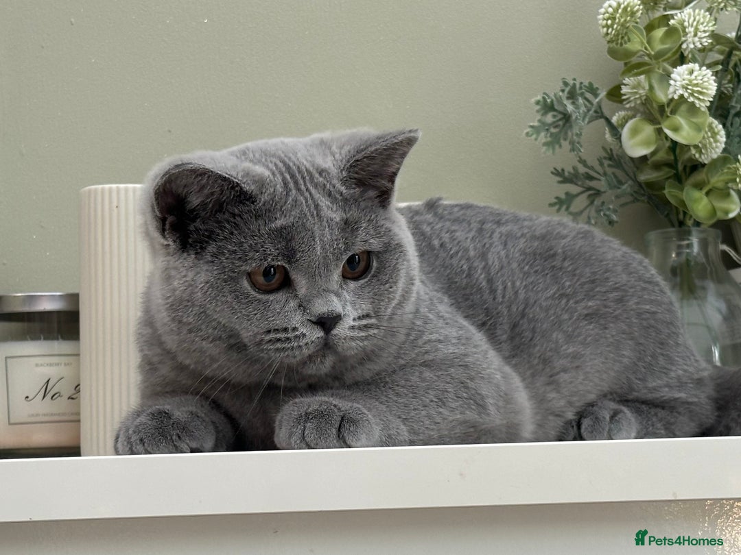 British Shorthair cats for sale: British Blue boy - Image 5
