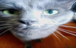 Ragdoll cats for sale: Ragdoll kittens  - Image 24