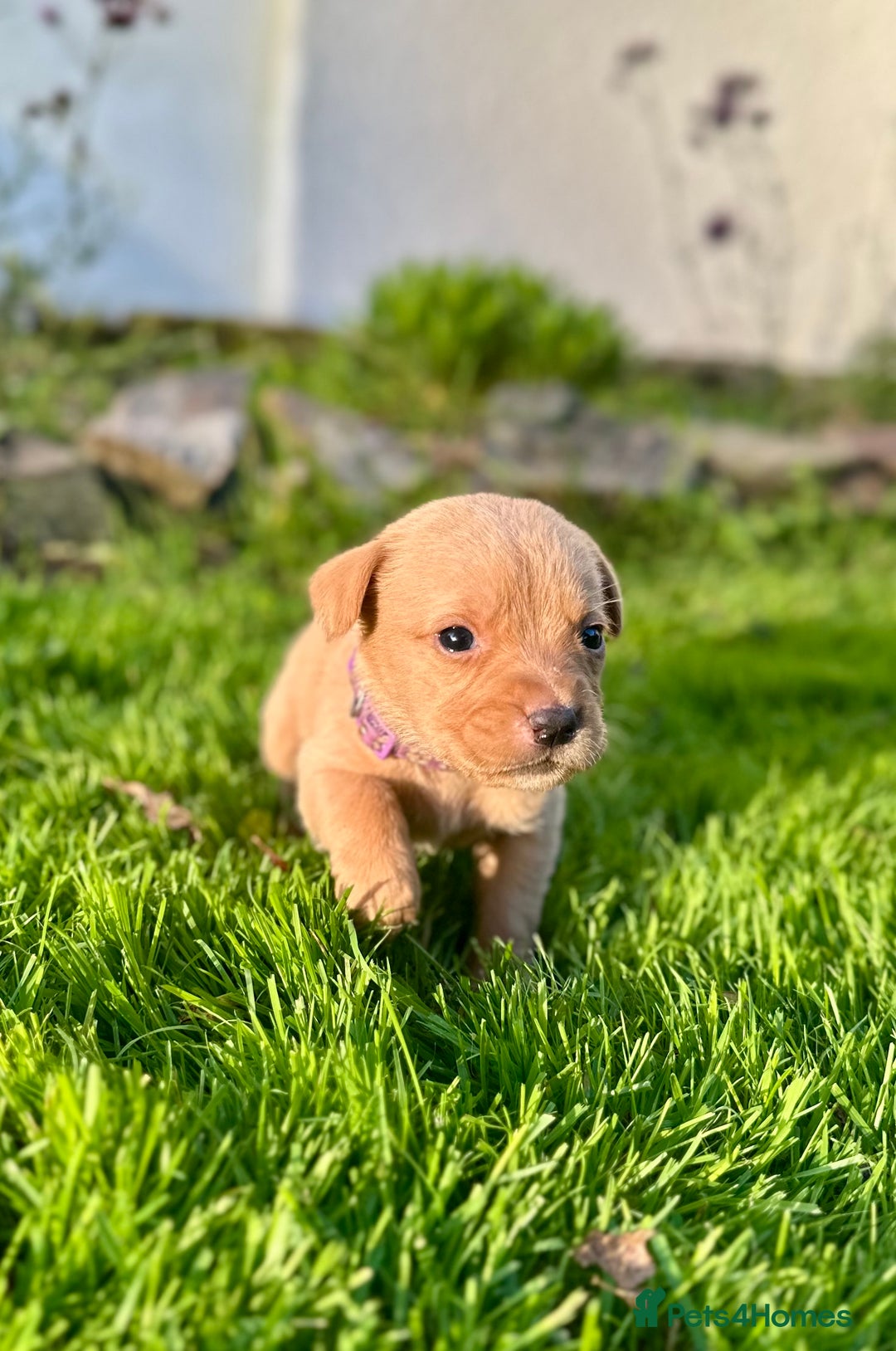 Labrador Retriever dogs for sale: KC registered Labrador puppies, working parents  - Image 13