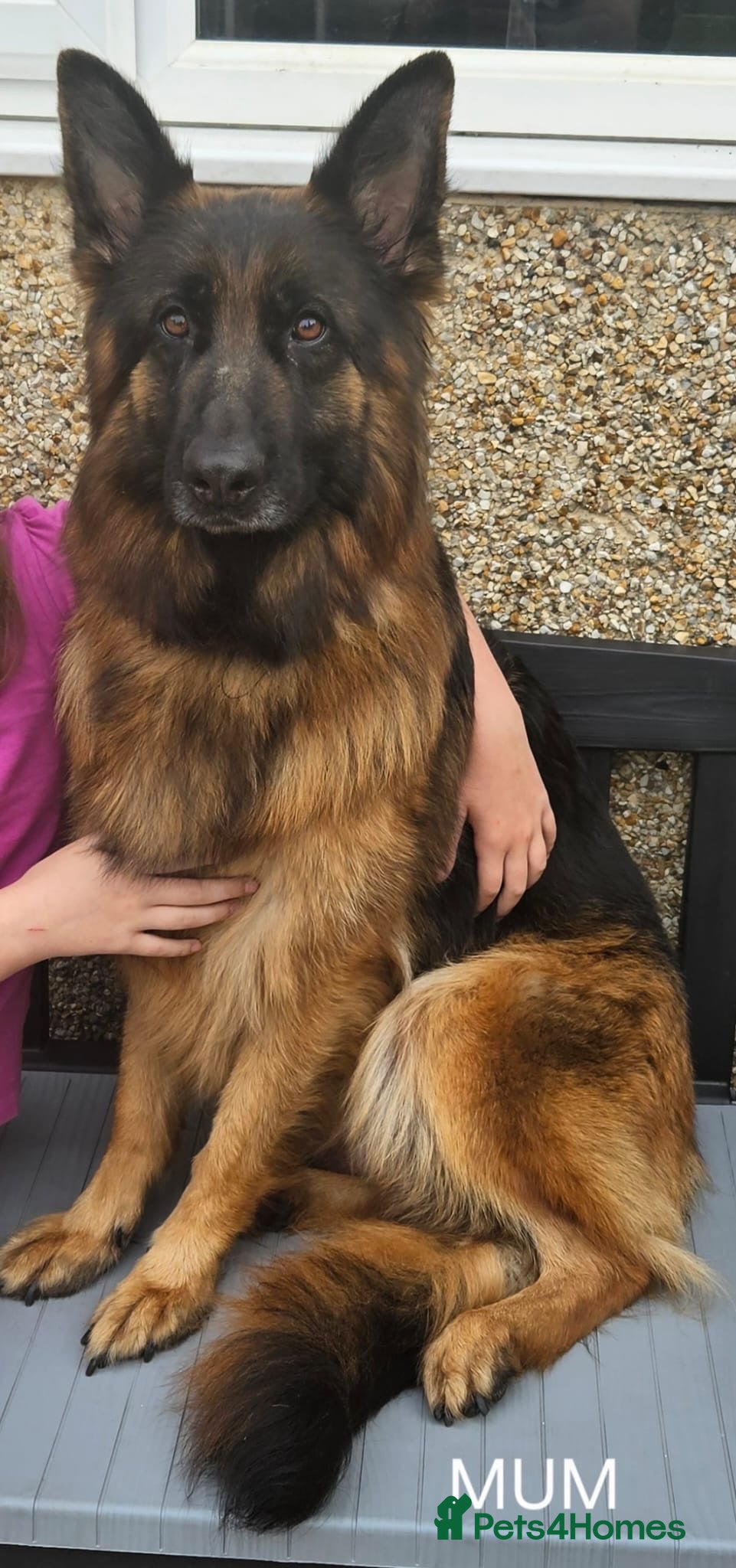 German Shepherd dogs Stunning long haired German shepherds  - Advert 1