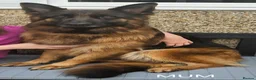 German Shepherd dogs for sale: Stunning long haired German shepherds  - Advert 1