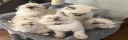 Ragdoll cats for sale: 🐾 Ragdoll Kittens 🐾 - Advert 32
