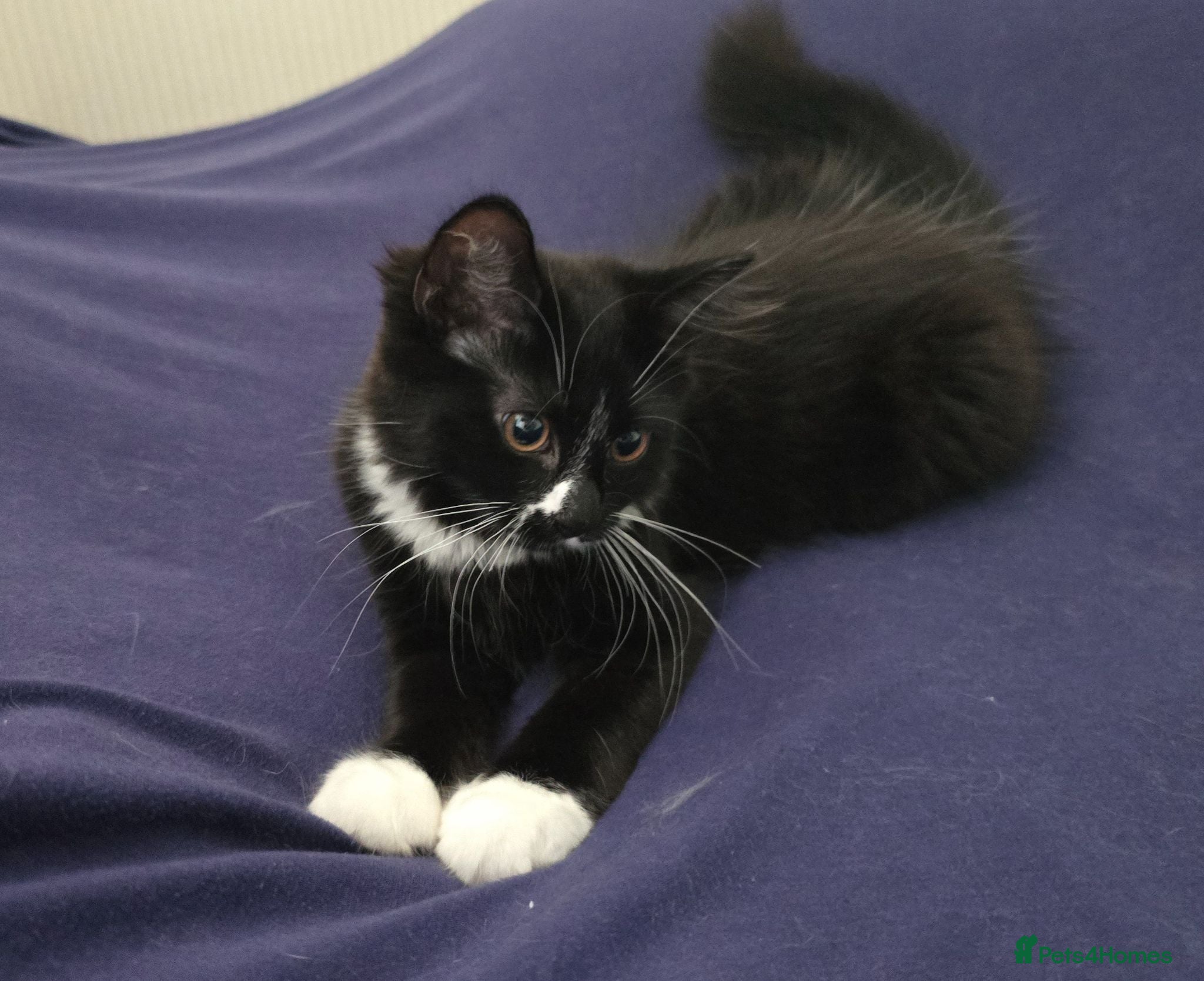 Turkish Angora cats Black pearl girl and charming boy waiting for you. - Advert 1