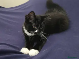 Turkish Angora cats Black pearl girl and charming boy waiting for you. - Advert 1