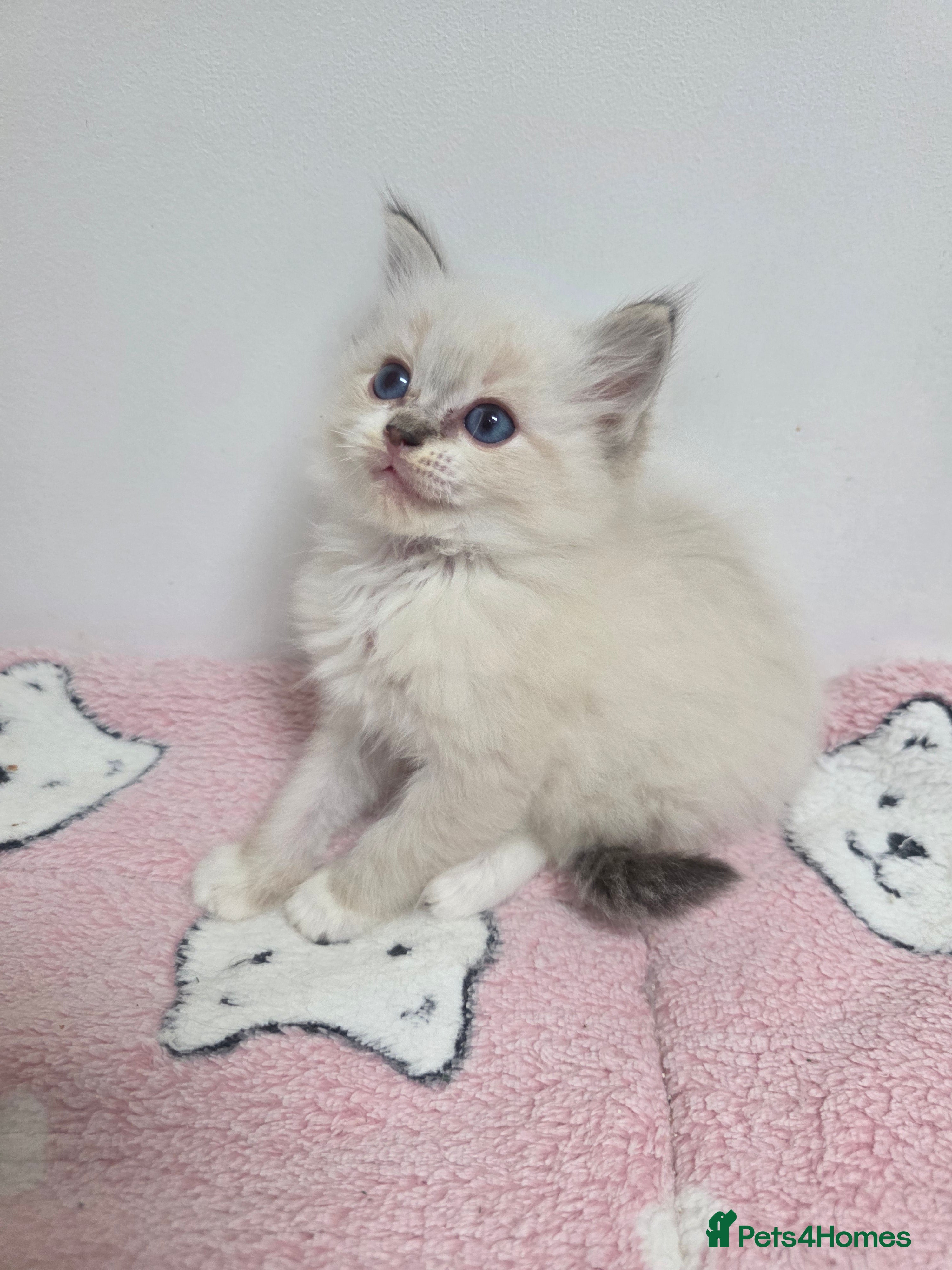 Ragdoll cats Stunning Ragdoll kittens - Advert 9