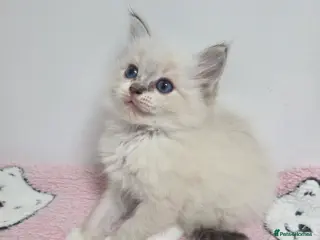 Ragdoll cats Stunning Ragdoll kittens - Advert 9