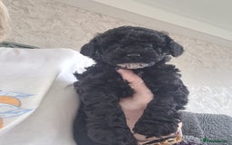 Cavapoo dogs for sale: Miniature cavapoo f1bb puppies - Image 22