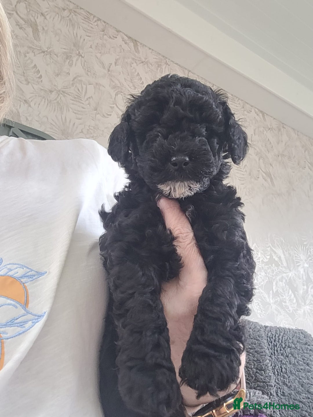 Cavapoo dogs for sale: Miniature cavapoo f1bb puppies - Image 22