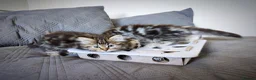 Siberian cats for sale: 🐾 Stunning Siberian cross Maine Coon Kittens 🐾 - Advert 12