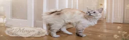 Ragdoll cats for sale: Beautiful Ragdoll-Mix Kittens - NOT TICA/FIFe reg. - Advert 9