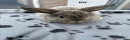 Mini Lop rabbits for sale: 🐰 Beautiful Mini Lop Baby Bunnies– Ready to go 🐰 - Advert 27
