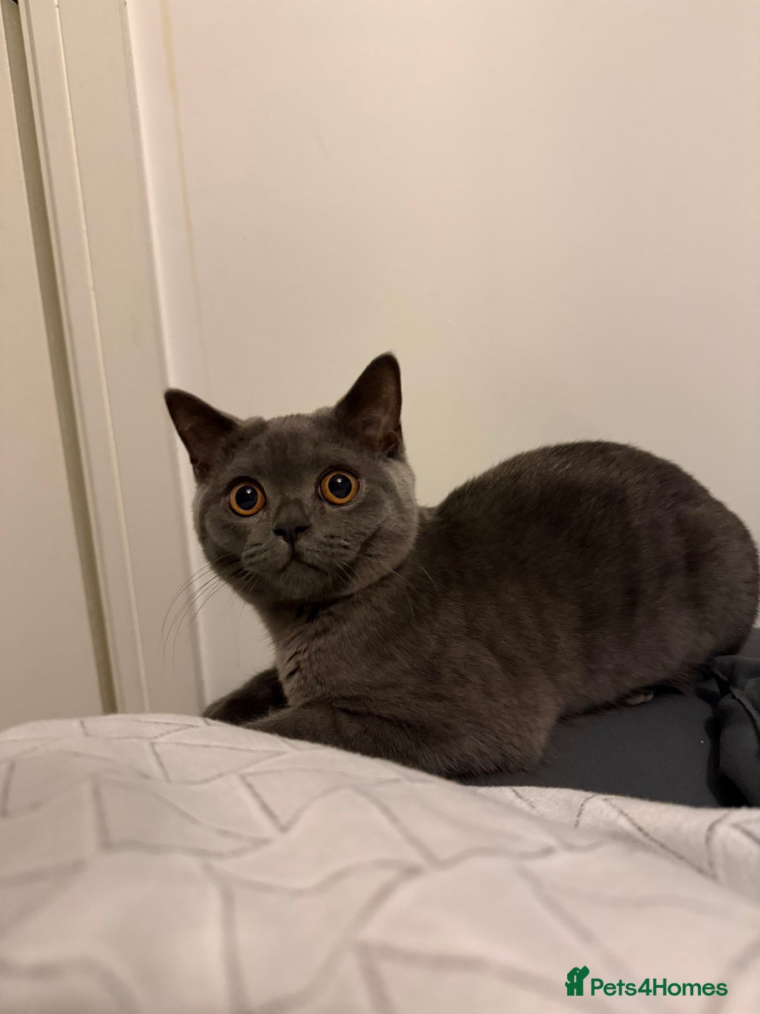 British Shorthair cats for sale: Beautiful British Shorthair  - Advert 3