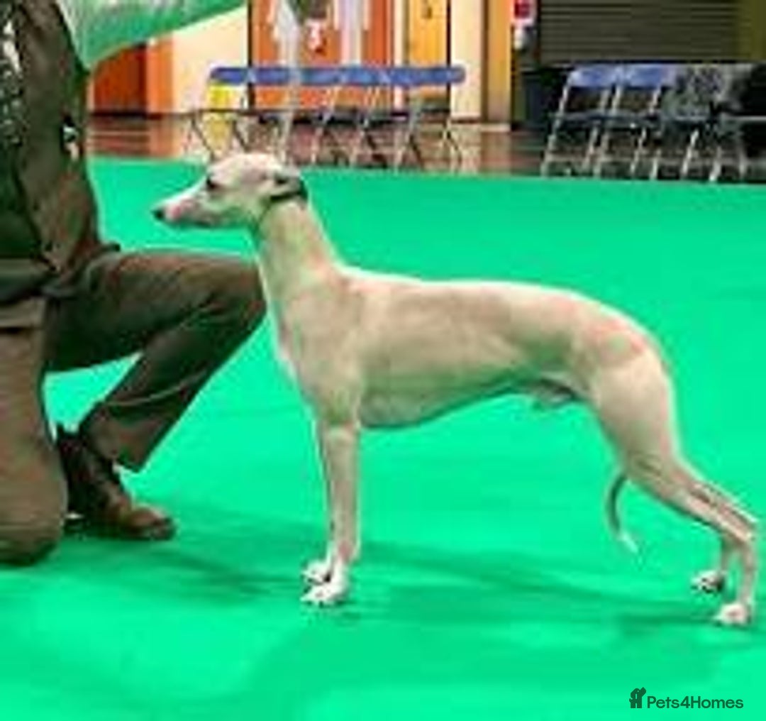 Whippet dogs for sale: 6 Gorgeous KC Reg Whippet Girls - Image 8