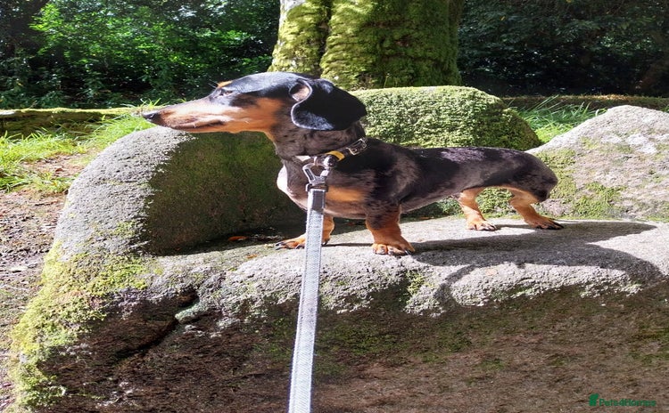 Dachshund dogs - Advert 2