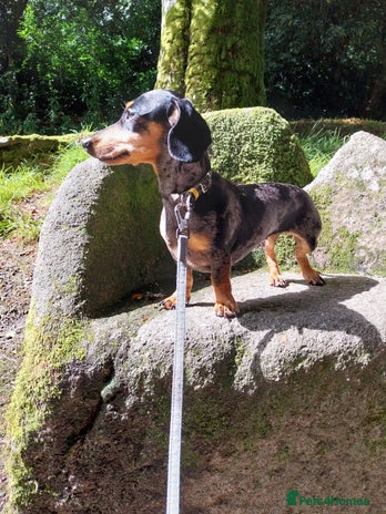 Dachshund dogs - Advert 2