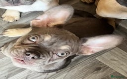 French Bulldog dogs for sale: 4 Gorgeous Frenchbulldogs ready now!  - Image 1