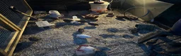 Quail poultry for sale: Fertilise quail eggs. Mixed.  in Pudsey - Advert 4